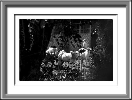 farmer, oxen, Burma, Myanmar