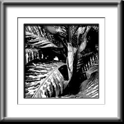 leaf, leaves, black and white