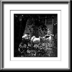 farmer, oxen, Burma, Myanmar