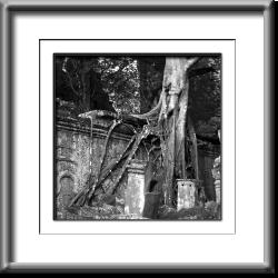 temple, Cambodia, ruins, jungle