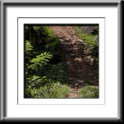 Sri Lanka,dog,rural,countryside